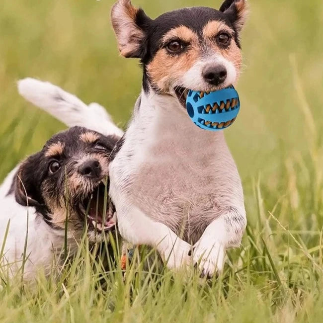 Juguetes de pelota para perros pequeños